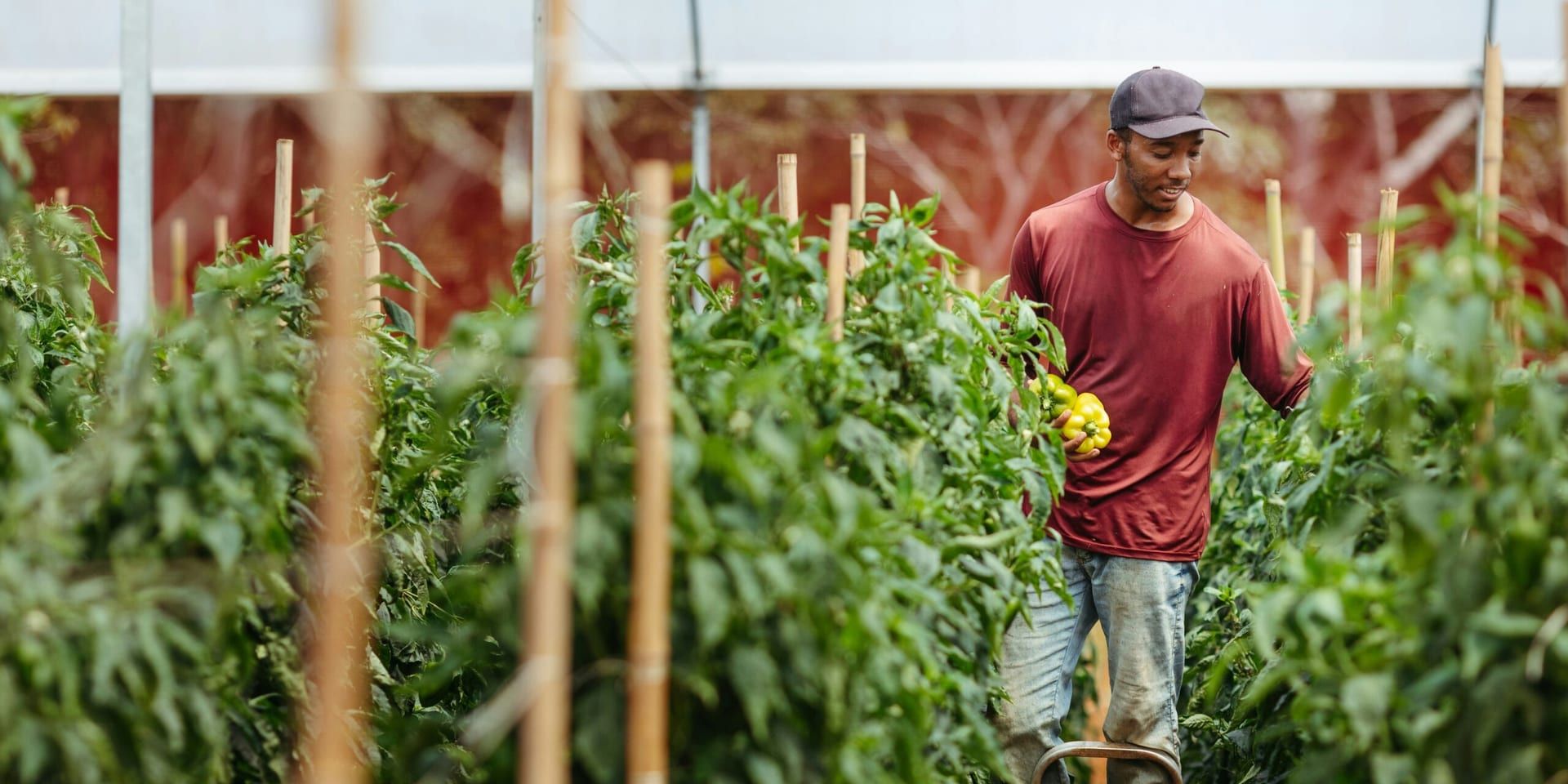 Minnesota Farmers Face Challenges Amid Trade Tensions