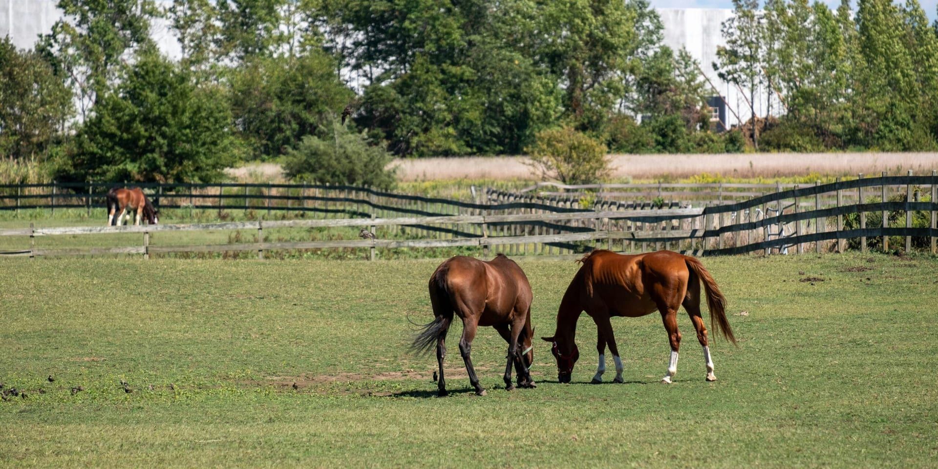 Luxurious Monroe Estate with Equestrian Facilities Hits Market at $9.95 Million, Attracting Affluent Buyers Near South Charlotte